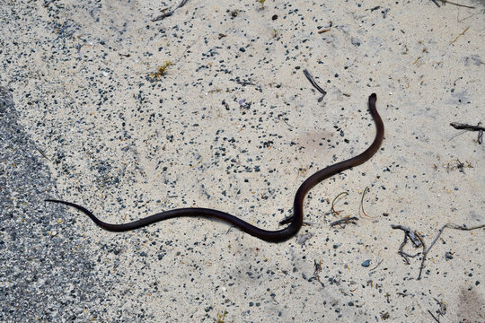 Australia, Zoology, Snake