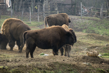 Bison and prairie dogs inside their enclosure at the zoo