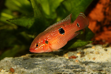 Obraz na płótnie Canvas Jewel cichlid Hemichromis bimaculatus aquarium fish