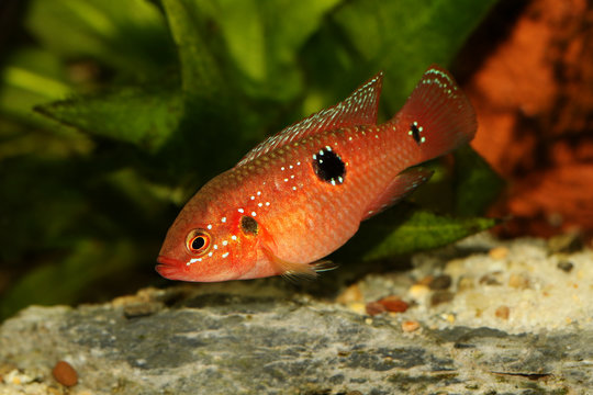 Jewel cichlid Hemichromis bimaculatus aquarium fish