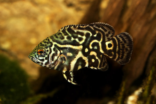 Tiger Oscar Cichlid Astronotus ocellatus aquarium fish 