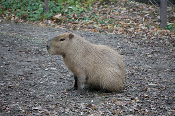Capybara resting on a gravel road