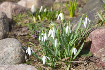 Spring flower snowdrop (Galanthus) is the first flower in the beginning of spring