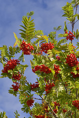 Eberesche mit reifen Fr&uuml;chten