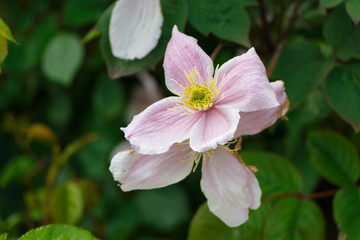 Obraz premium Fleur de clématite rose