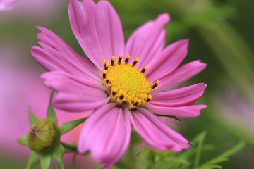 Obraz premium Pinkfarbene Cosmeablüte im Sommer