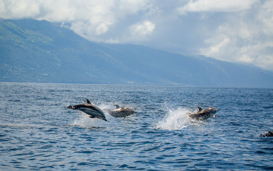 Azoren Delfine