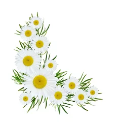 Foto auf Acrylglas Gänseblümchen Wild flowers corner composition