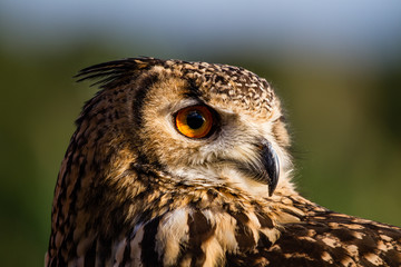 Gufo Siberiano