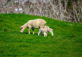 Fototapeta premium Ewe and lamb in the pasture, Auckland, New Zealand