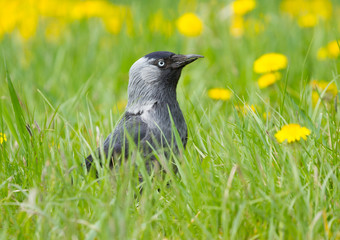 Black jack daw on the grass