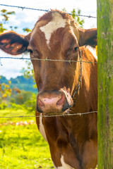 PR Cow 60