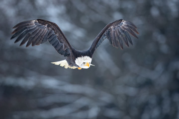 Bald eagle typically requires old-growth and mature stands of coniferous or hardwood trees for perching, roosting, and nesting. Tree species reportedly is less important to the eagle pair than the tr