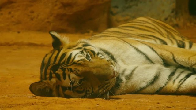 4k of siberian tiger lying down