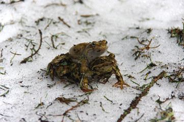 Copulating frogs (Rana temporaria) in Amplexus