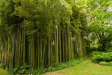 Bamboo