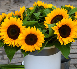 Beautiful helianthus or sunflowers