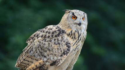 Habicht - Nachteule - Augen orange - Adlerauge sei wachsam