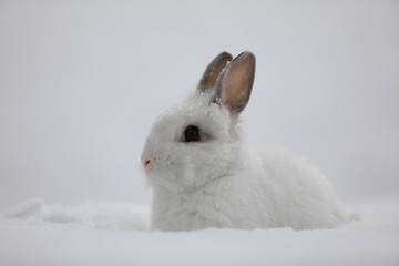 white rabbit in winter