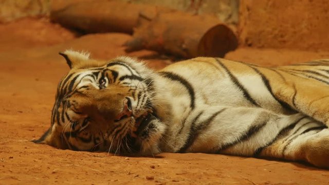 4k of siberian tiger lying down