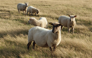 Fototapeta premium Mouton Pré Belle ile en mer Bangor 3