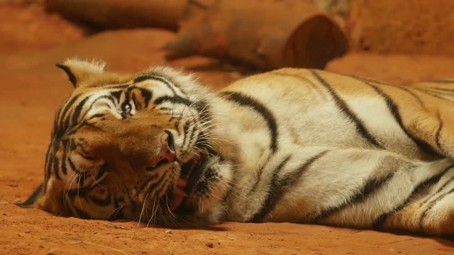 4k of siberian tiger lying down