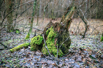 Naklejka na ściany i meble Old stump with green moss in the autumn forest.