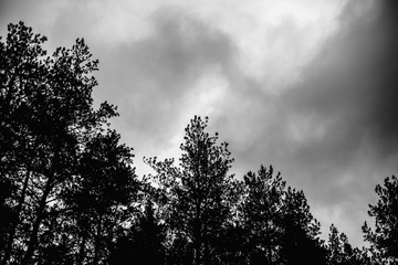 Dark sky with clouds and the tops of pine trees in coniferous forest.