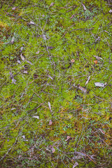 Natural green moss background for design.