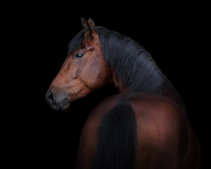 Bay horse look back isolated on black background