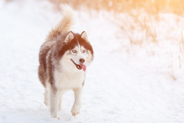 Husky in the winter forest in good weather
