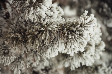 The branches of the coniferous tree covered with snow.