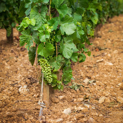 raisins encore verts dans les vignes