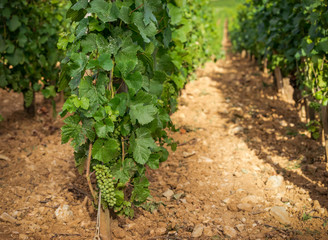 Fototapeta na wymiar raisins encore verts dans les vignes