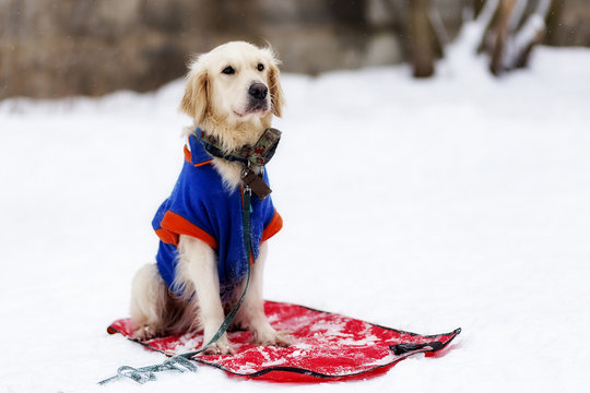 Golden Retriever waiting for his master in the cold