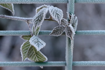 Blätter einer Brombeerpflanze am Rankgitter bei Frost