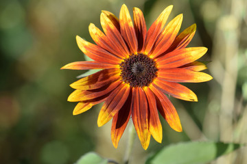 Rusty Sunflower 03