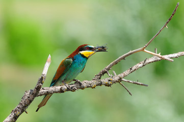 European bee-eater (Merops apiaster) with caught dragonfly sitting on the branch with green background.