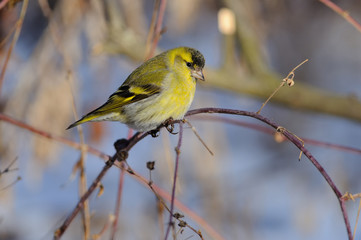Eurasian siskin (Spinus spinus) in the rays of the rising sun (sitting on the branch with green-blue background)..