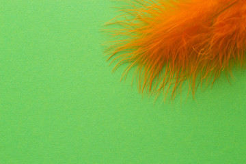 Colored feathers on a green background. Poster for carnival and holidays.