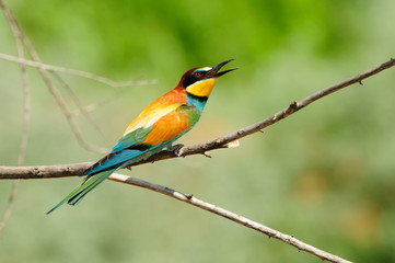 European bee-eater (Merops apiaster) in the rays of the midday sun (sitting on the branch with green background)..