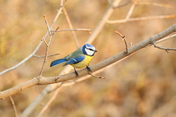The Eurasian blue tit (Cyanistes caeruleus) in the rays of the rising sun (sitting on the branch with green-brown background)..