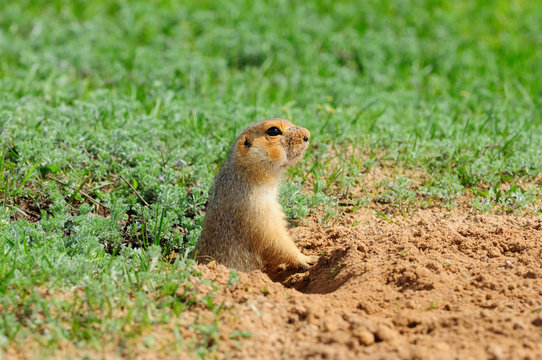 The yellow ground squirrel (Spermophilus fulvus) gets out of the hole (on a background of green grass)..