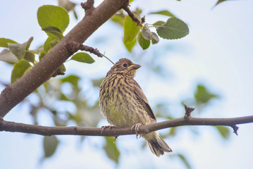 chick of a thrush on an apple branch