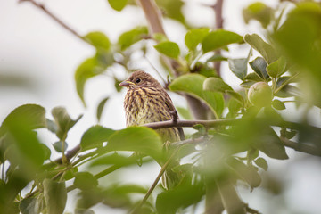 chick of a thrush on an apple branch