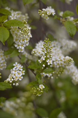 Flowers and leaves of bird-cherry tree close-up