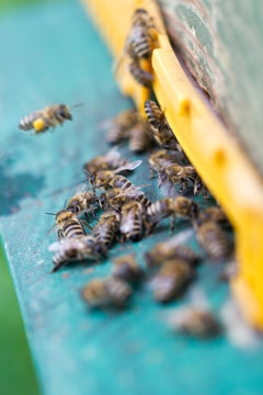 Bees in front of beehive