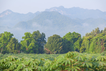 Fototapeta premium Landscape of green field against sunrise in Thailand