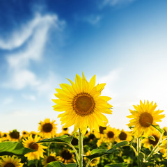 Fototapeta premium sunflower on field