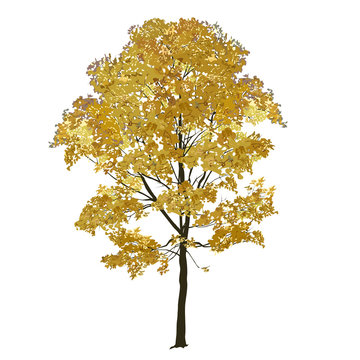 Big maple with yellow leaves in the fall